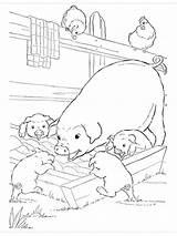 Varkens Pigs Colorat Kleurplaat Porci Leukekleurplaten Kleurplaten Coloringpage Plansededesenat sketch template