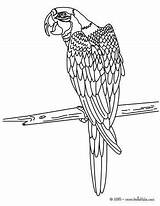 Macaw Coloring Pages Para Colorear Papagayo Dibujos Dibujo Hellokids Bird Print Parrot Pintar Color Dibujar Aves Guacamaya Sheet Online Animal sketch template