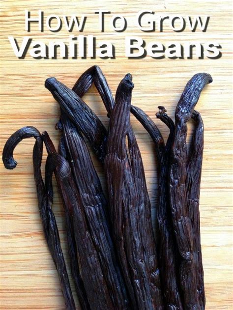 grow vanilla beans