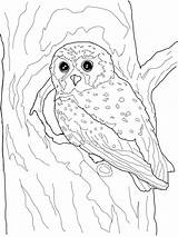 Coloring Pages Owl Elf Printable Color Realistic Owls Snowy Flying Kids Print Categories Comments Template sketch template