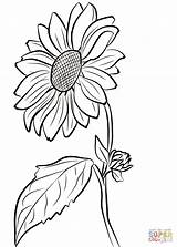 Sonnenblume Malvorlage Malvorlagen sketch template