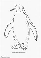 Penguin Pingouin Pinguin Coloriage Emperor Imprimer Manchot Kleurplaten Tekenen Boyama Penguen Adelie Penguins Dessins Quoet Dieren Ilosofia Sayfalari Leer Pokemon sketch template