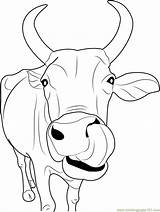 Cow Coloring Face Pages Printable Sheets Drawing sketch template