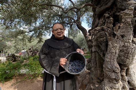 olive harvest at garden of gethsemane unites faithful with christ the catholic sun