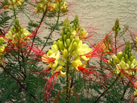 Caesalpinia Gilliesii Shrub Tree Eye Poping Flowers
