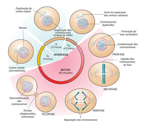 como ocorrem os processos de mitose  meiose descomplica