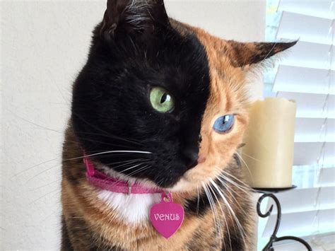 meet venus the two faced cat and internet sensation the independent