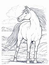 Coloring Horse Pages Print Realistic Kids Printable Popular sketch template