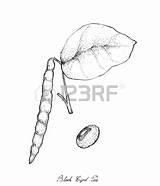 Drawing Eyed Sprout Iam Nee Drawn Hand Bean Pea Plants Herb Vegetable Getdrawings Sketch Peas Drawings sketch template