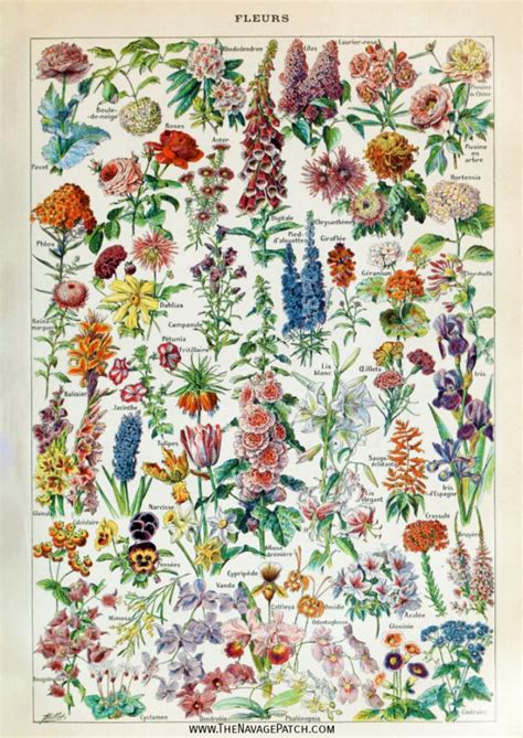 amazing  vintage botanical prints  navage patch