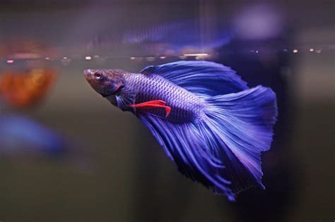 betta fish photo  wallpaper cute betta fish pictures