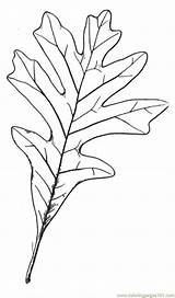 Oak Coloring Leaf Outline Tree Clipart Comments Library sketch template