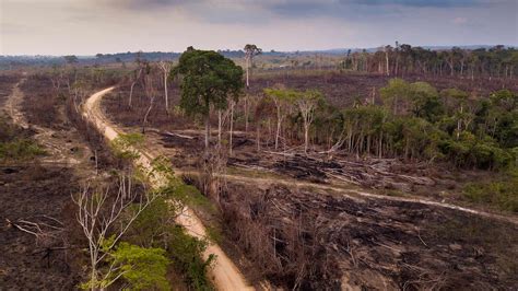 strijd tegen de ontbossing van het amazonewoud vlaams parlement tv