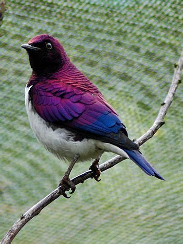 pretty purple bird beautiful birds purple bird pet birds