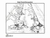 Kelp Ecosystems Ecosystem Geographic Paintingvalley sketch template