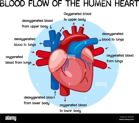diagram  blood flow   human heart illustration stock vector