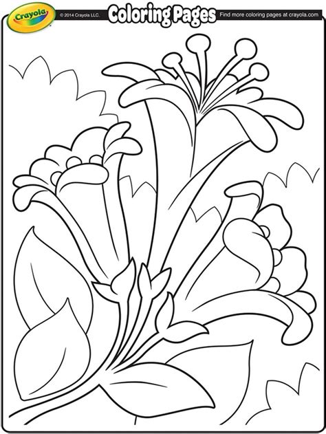 easter lilies crayolacomau
