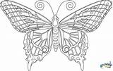 Coloring Butterfly Pages Adults Adult Printable Sheets Color Detailed Mandala Timeless Miracle Butterflies Intricate Print Beautiful Book Kids Work Provides sketch template
