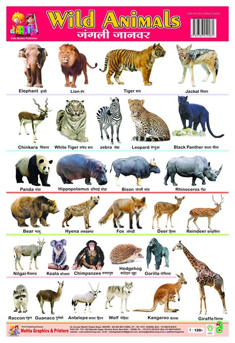 pet animals chart  kids anna blog