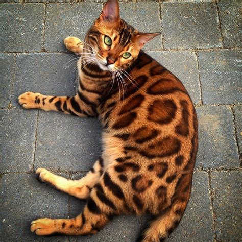 did this bengal cat just take the trophy for the most