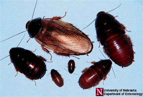 cockroaches entomology nebraska