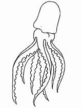 Squid Mollusks sketch template