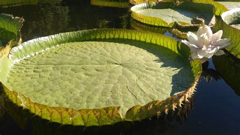 in taipei you can float on giant water lilies nz