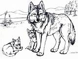 Coloring Wolf Pages Adults Cubs sketch template