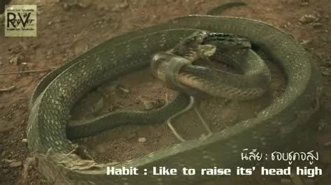giant king cobra  long  snake meat prey fight fiercely