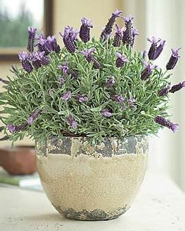 grow lavender indoors gardeners supply