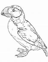 Puffin Horned Coloring Printable sketch template