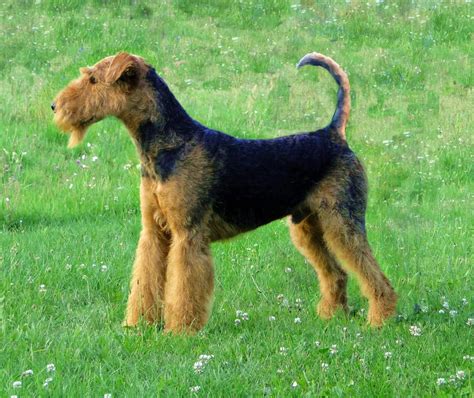 animal airedale terrier dog