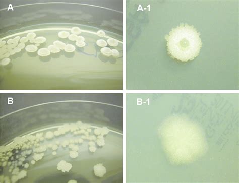 colony morphology   subtilis strain pb phenotypes dm  pr
