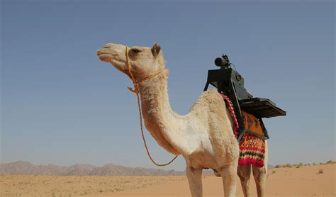 camel helps photographers capture images   desert