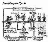Nitrogen Cycle Science Biology Diagram Worksheet Cycles Their Biogeochemical Depicting Visual Great Into Classroom Glued Students Could Ap Ecosystem Life sketch template