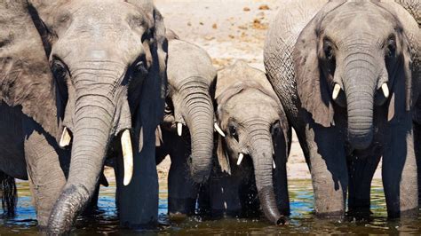 botswana overturns ban on elephant hunting nz