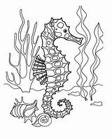 Seahorse Coloring Seahorses sketch template
