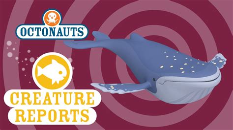 octonauts creature reports humpback whale youtube