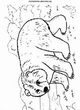 Colorare Orso Orsi Polare Disegno Bimbo sketch template