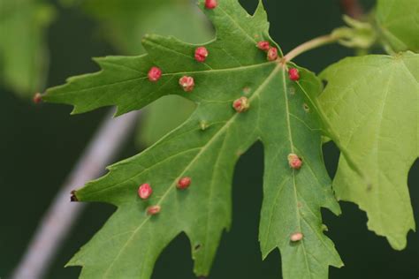 distracted naturalist silver maple  june