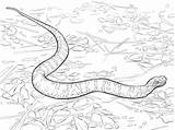 Ausmalbild Ausmalbilder Copperhead Cottonmouth Viper sketch template