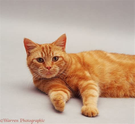 ginger cat photo wp