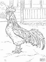Coloring Rooster Chicken Pages Leghorn Brown Adults Printable Supercoloring Color Chickens Sheets Adult Drawing Drawings Coloringbay Books Book Coloriage Colouring sketch template