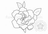 Gardenia Drawing Flower Printable Flowerstemplates sketch template