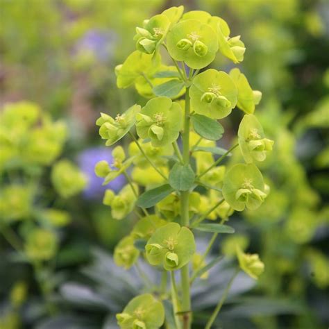 buy wood spurge euphorbia amygdaloides var robbiae  delivery