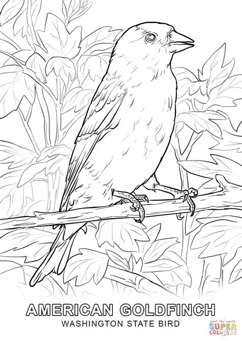 washington state bird coloring page coloring pages