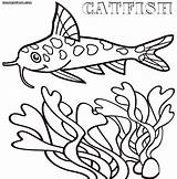 Catfish Coloring Pages Print sketch template