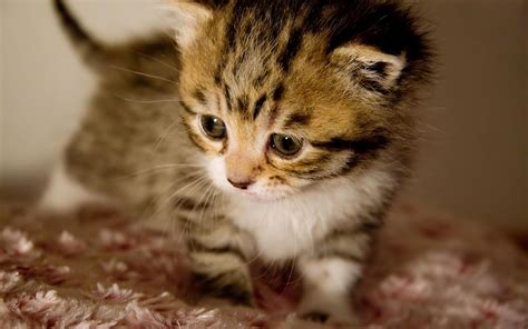 cute kitten desktop wallpaper  images