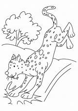 Cheetah Coloring Pages Jumping Cub Parentune Worksheets sketch template