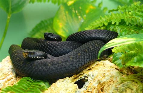 black mamba snakes world